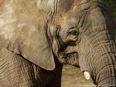 The Blind Men and the Elephant