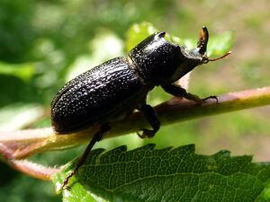 Beetles with Brawn