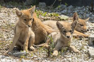 Tata's Coyotes