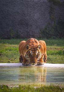 The Tiger Son: A Tale from China