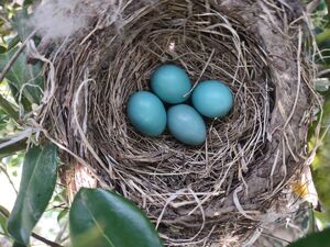 A Nest on My Porch