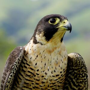 Mary and the Peregrines