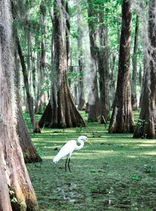 The Great Bayou Flying Race