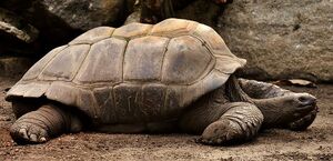The Flying Tortoise