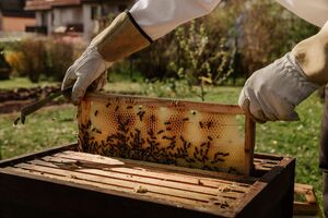 Bees, Please!